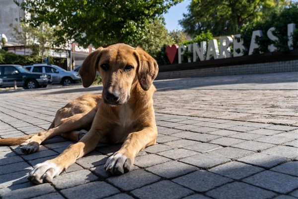 İzmir’in 11 ilçesinde sahipsiz hayvan sayımı tamamlandı