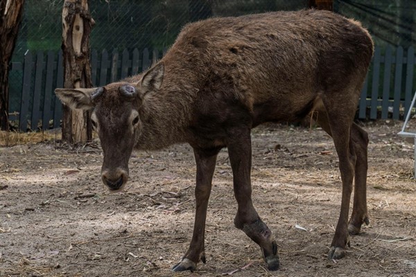 İzmir’de yaralı olarak fabrikaya sığınan geyik tedavi ediliyor