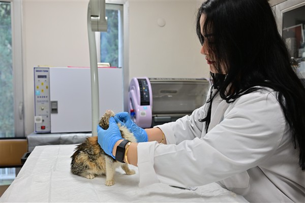 Minik Patiler Kliniği’nde kısırlaştırılan kedi sayısı 3 bini geçti