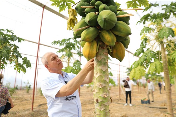 Başkan Özçelik, Hobi Bahçesi ve Tropikal Meyve Serası’nı inceledi