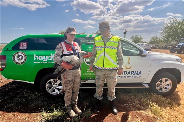Siverek’te yaralı bulunan leylek tedavi altına alındı