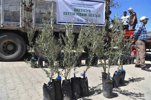 ABB’den Nallıhanlı üreticilere zeytin fidanı desteği