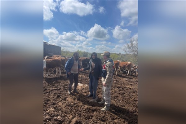 Şanlıurfa’da 13 büyükbaş hayvan çalan şüpheli şahıs yakalandı