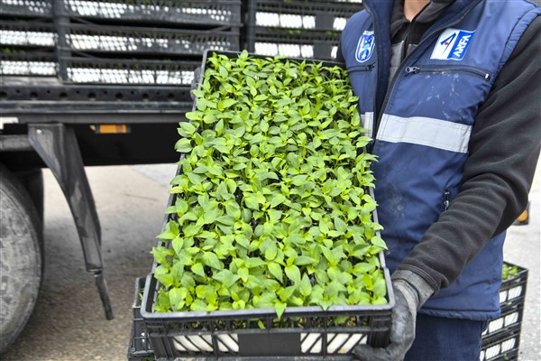 Ankara’da 1 milyonun üzerinde erkenci sebze fidesi dağıtıldı