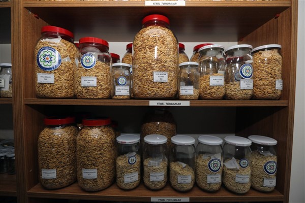 Muğla Büyükşehir 22 milyon yerel tohumu toprakla buluşturdu