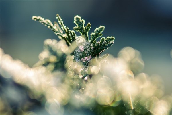 Meteoroloji’den zirai don ve çığ uyarısı
