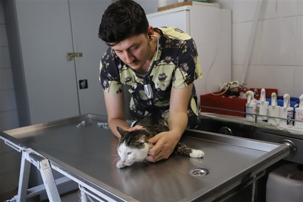 Kağıthane’de bir yılda 10 bin 882 hayvan rehabilite edildi