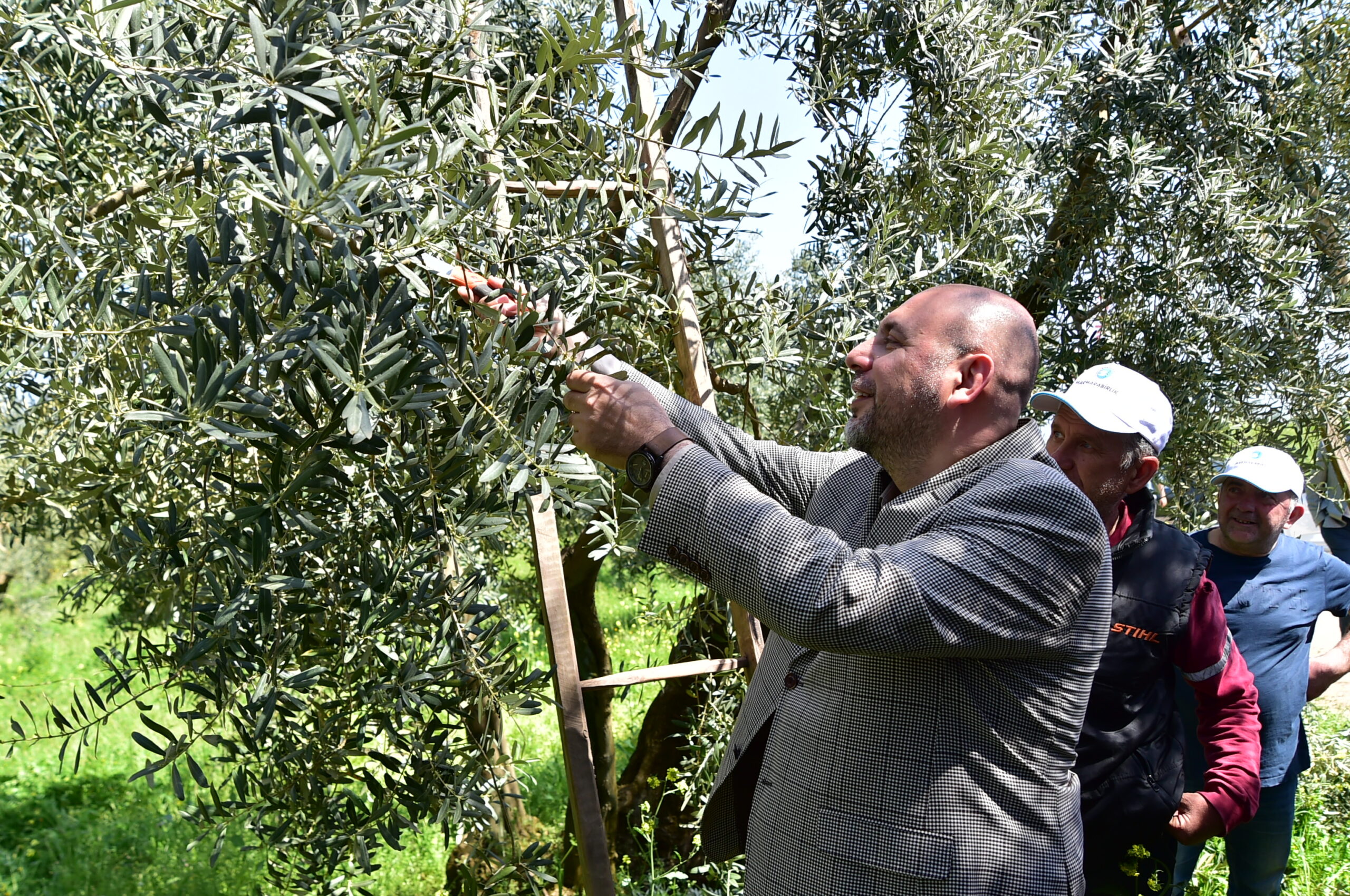 Orhangazi Belediyesi’nden zeytinliklerde budama çalışması