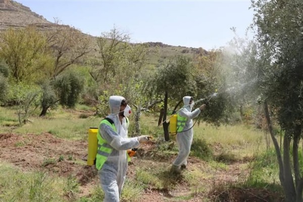 Mardin’de zeytin dal kanserine karşı ilaçlama seferberliği