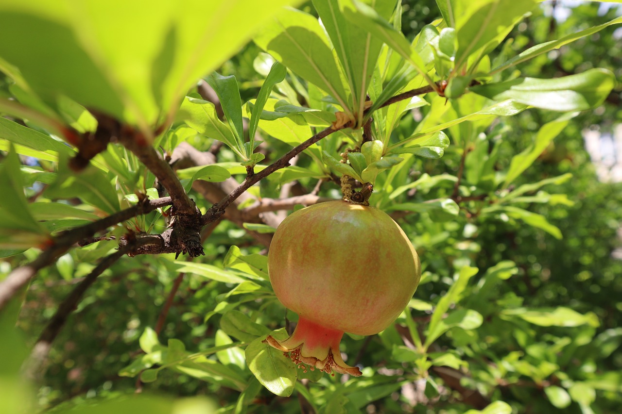 Elite’nin arazileri dondan çok etkilenmedi