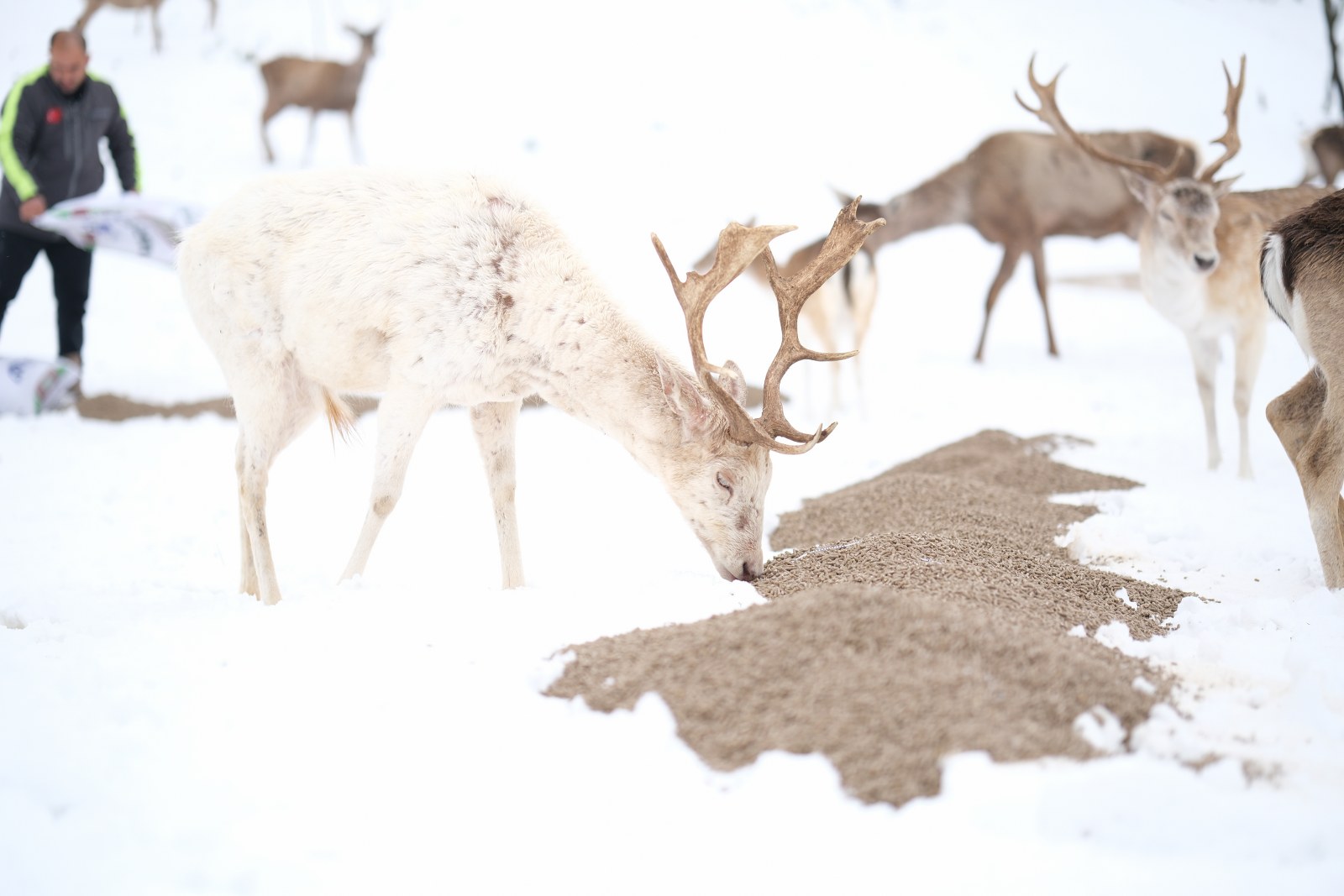 Çorum’da ani kar yağışı dolayısıyla kuşlar ve yaban hayvanları için harekete geçiliyor