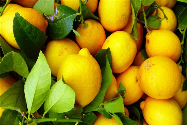 Limon ihracatı durduruldu