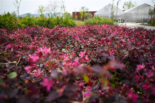 Pınarbaşı fidanlığındaki 100 bin çiçek çevre düzenlemelerinde kullanılıyor