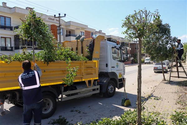 Yalova Belediyesi budama ve ot biçme çalışmalarını sürdürüyor
