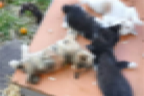 Gemlik’te 5 kedi bıçaklanarak telef edildi