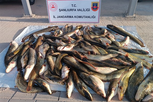 Şanlıurfa’da kaçak avlanan 180 kilogram balık ele geçirildi