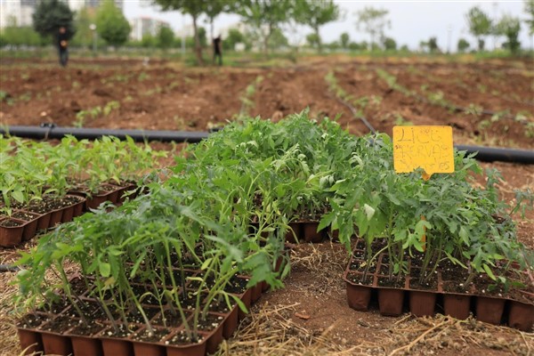 Kayapınar Belediyesi’nden yerel tohum projesi