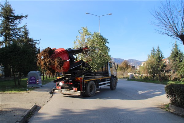 Ordu Büyükşehir’den Altınordu Millet Bahçesi proje alanındaki ağaçlar için çalışma