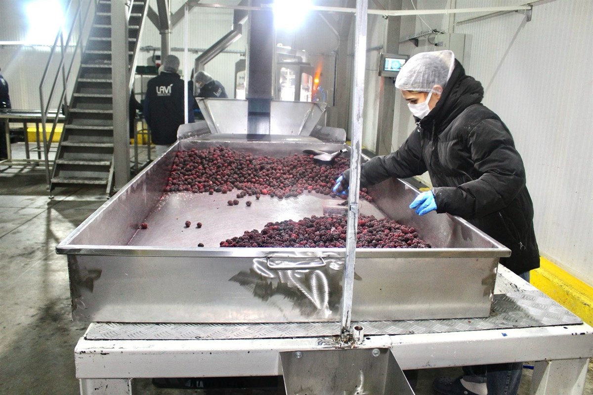 Batman’da “Böğürtlen Yetiştiriciliğinin Yaygınlaştırılması Projesi” çalışmaları düzenlendi