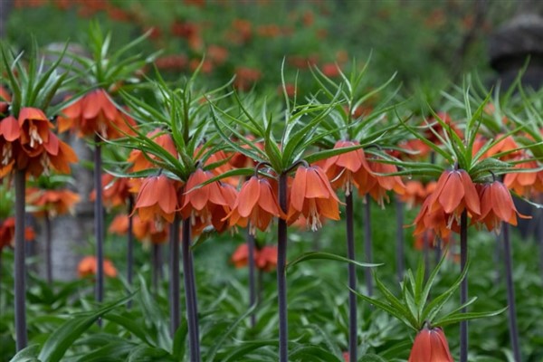 Bitlis’te baharın müjdecisi ters laleler açtı