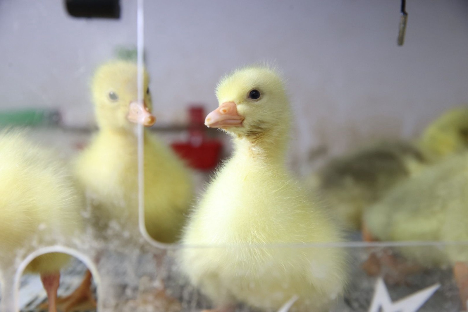 Ordu’da kaz yetiştiriciliği için Kanatlı Kesimhanesi kuruldu