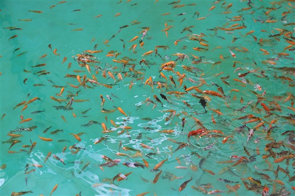 Gaziantep Doğal Yaşam Parkı Tropikal Koi Parkı ziyarete açıldı