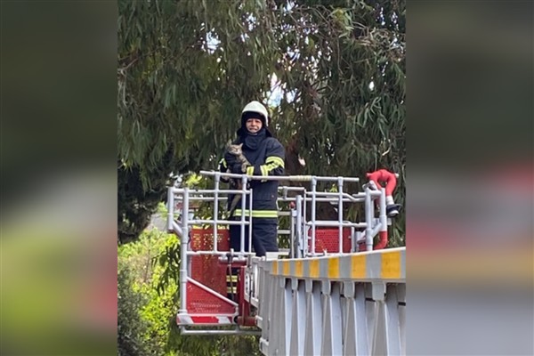 Hatay’da ağaçta mahsur kalan kedi kurtarıldı