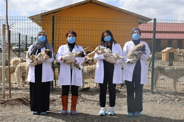Ağrı Belediyesi, sokak hayvanlarının yaşam koşullarını iyileştirmeyi sürdürüyor