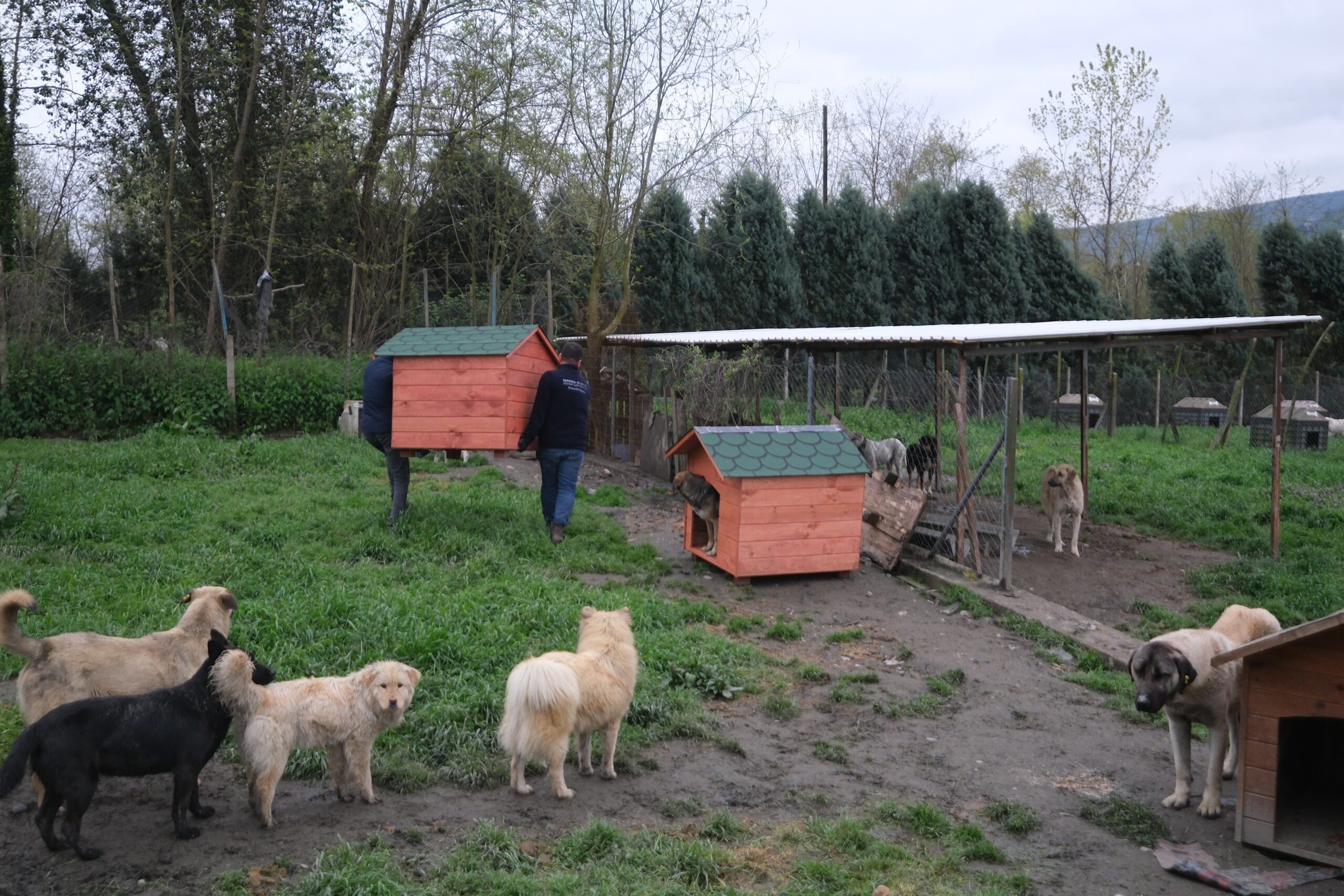 Sapanca’da sokak hayvanlarının yaşam koşullarını iyileştirmek için çalışmalar başlatıldı