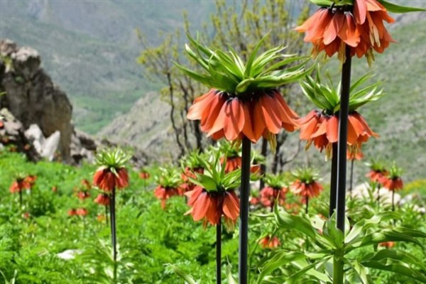 Bacavan Yaylası, ters laleleriyle büyülüyor
