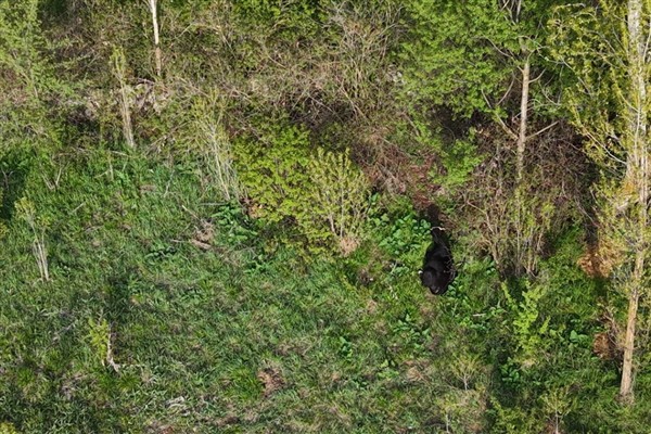 Kayseri’de kaybolan büyükbaş hayvan dron ile bulundu