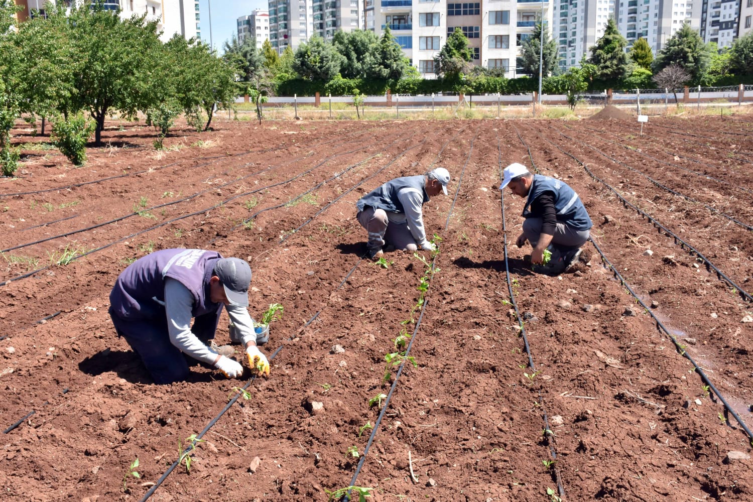 Diyarbakır Büyükşehir Belediyesi’nden yerel tohum çalışması