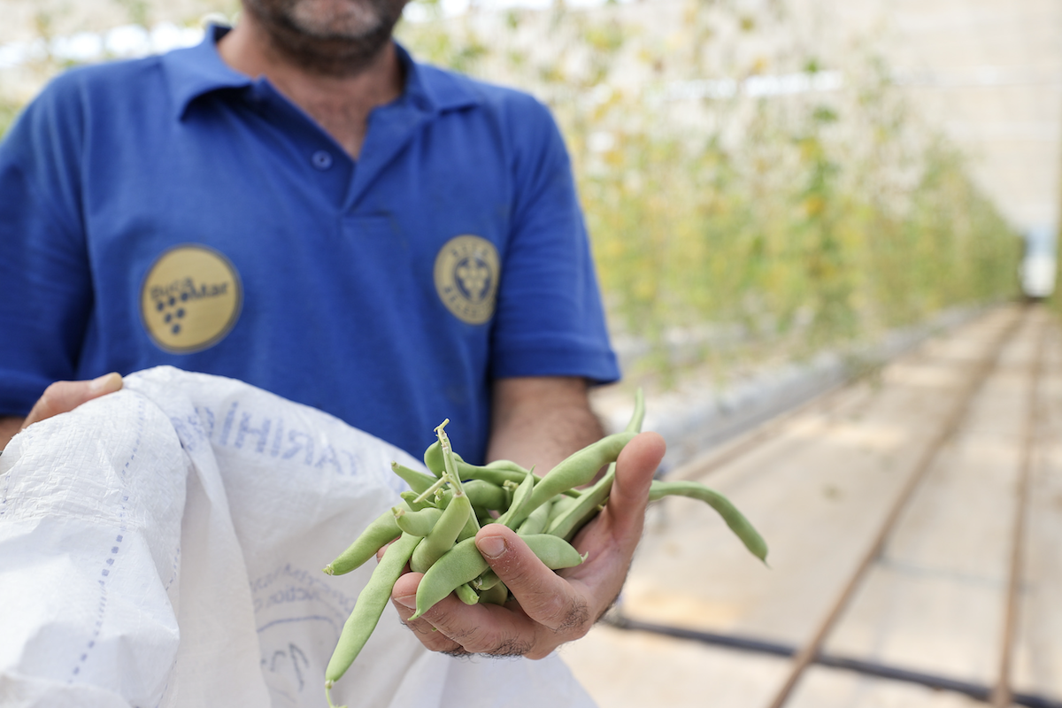 Buca Belediyesi’nin Söğüt mevkiindeki serası zarar gördü