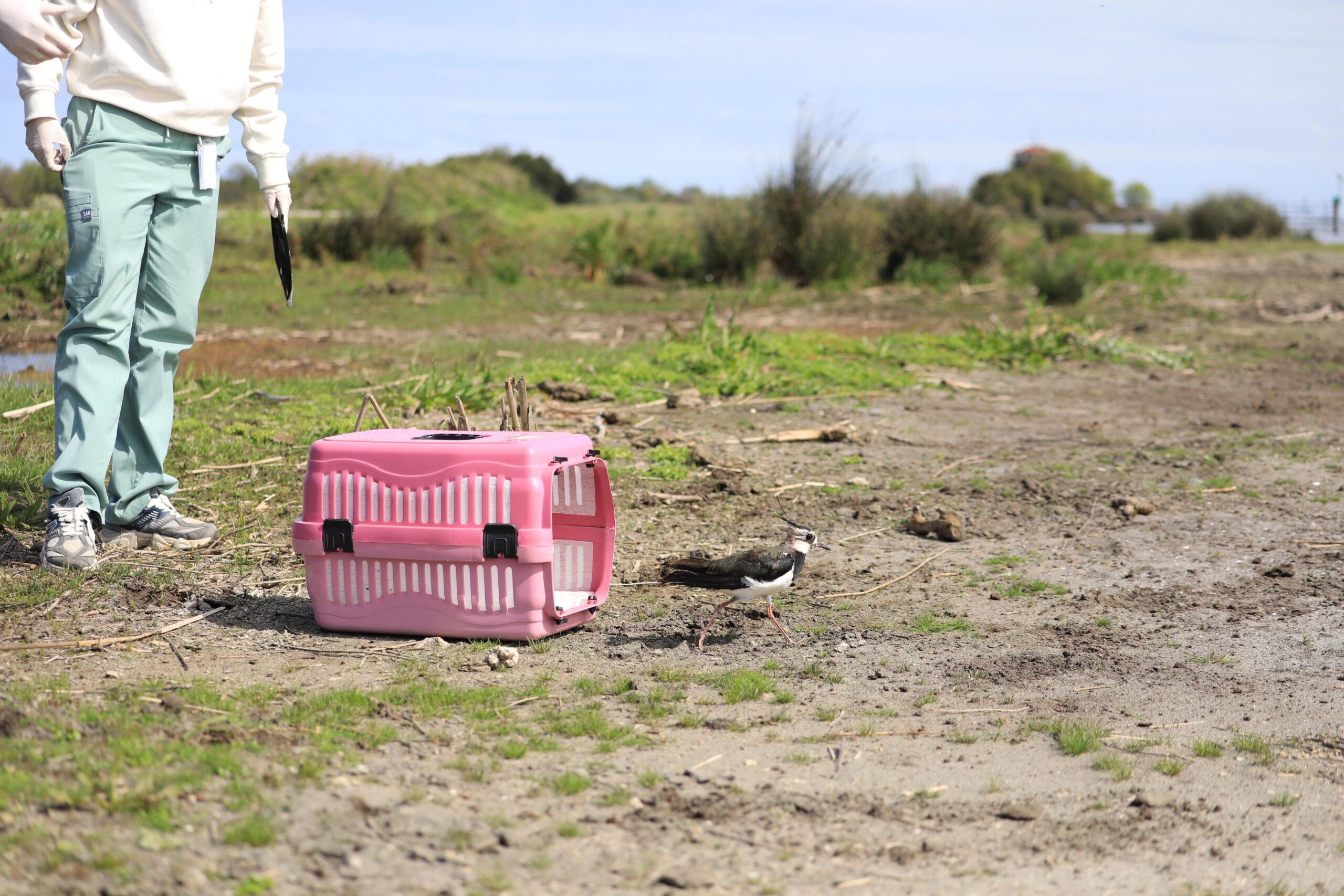 Kız kuşu, Yabani Hayvanlar İlk Yardım Ünitesi’nde tedavi edildi