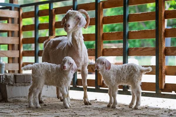 İzmir Doğal Yaşam Parkı’nda bebek heyecanı