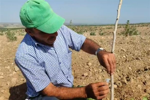 Şanlıurfa’da fıstık aşılama çalışmaları başladı