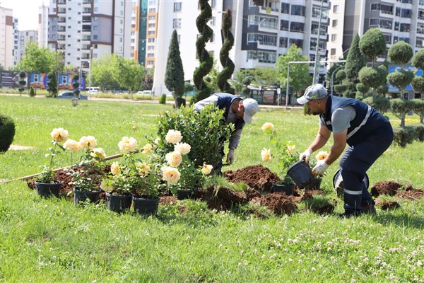 Diyarbakır’da 46 bin gül fidesini toprakla buluştu