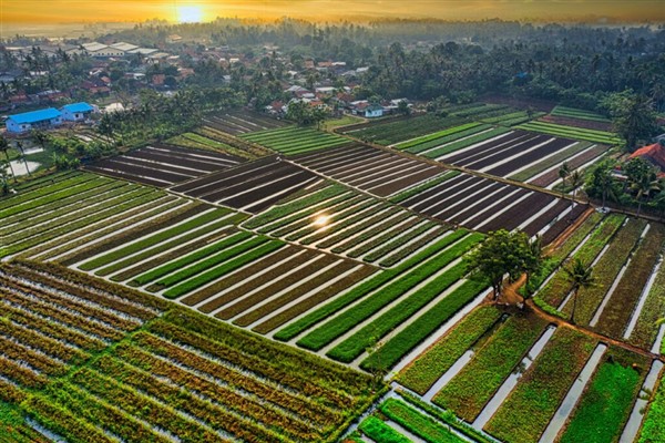 Rusya, 2025 yılında 30 bin kilometrekare alanı tarımsal dolaşıma sokacak