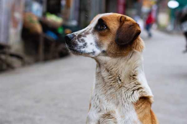 Vali Erol, Hayvanları Koruma Kanunu’nun tavizsiz uygulanmasını istedi