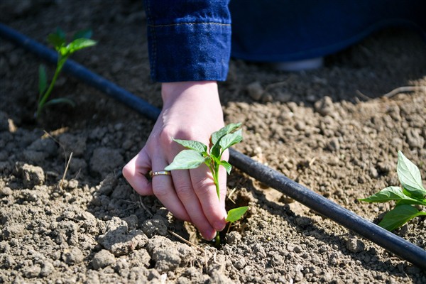 Yaşam Bahçesi’nde yaz mevsiminin ilk fideleri dikildi