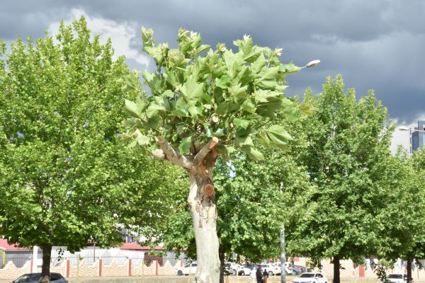 Diyarbakır’da çınar ağaçları, erken tedavi yöntemiyle kurtarılacak