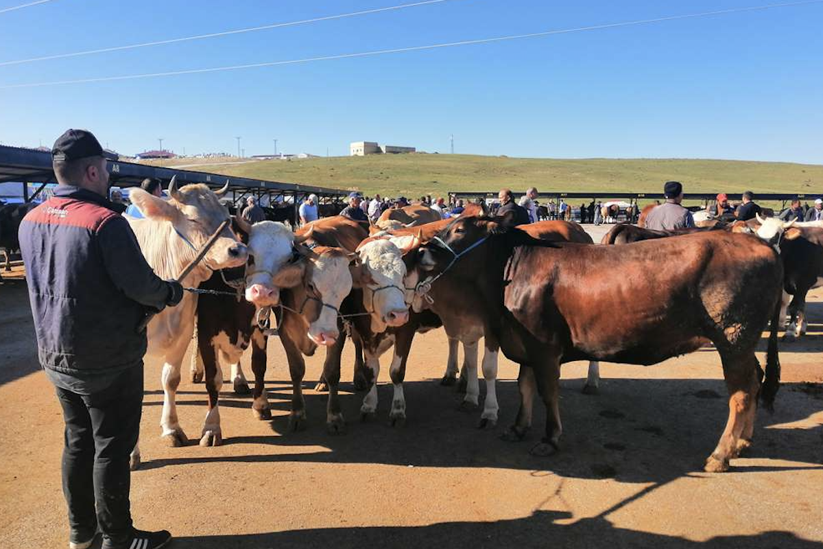 Bayburt’ta Kurban Bayramı hazırlıkları tamamlanıyor