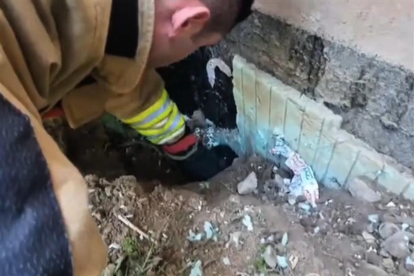 Düzce’de yavru kedi ve karga kurtarma operasyonu