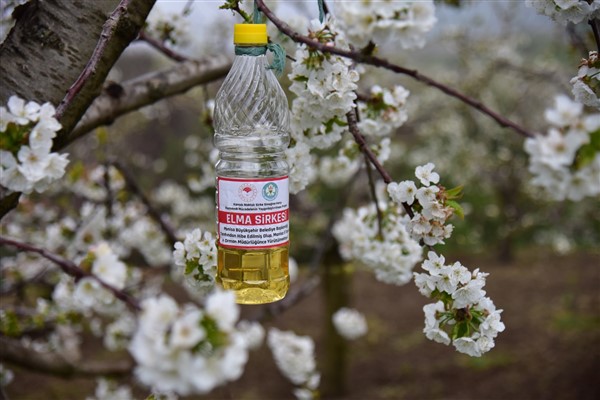 Manisa Büyükşehir’den sirke sineğine karşı destek