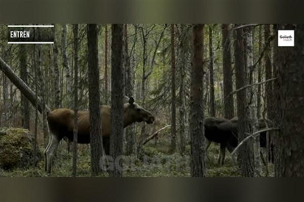 İsveç’in Büyük Geyik Göçü canlı yayını 478 saatlik izleme süresinin ardından sona erdi