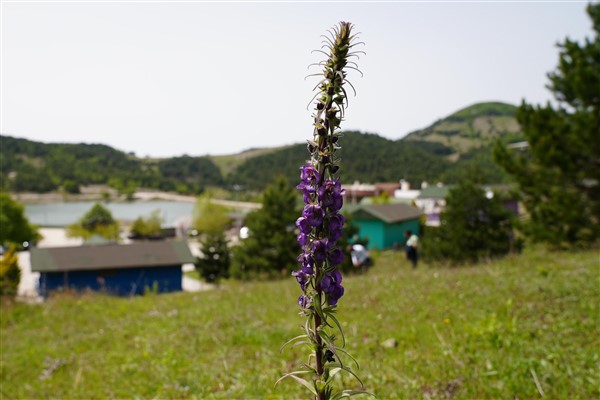 Gürsu’ya özgü Gök sığırkuyruğu bitkisi açtı