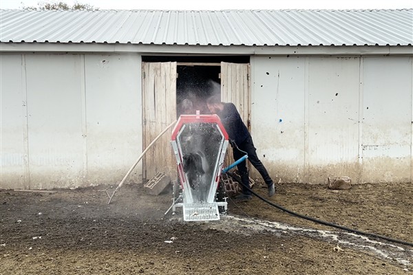 Şereflikoçhisar’da küçükbaş hayvanların dış parazit ilaçlamaları yapılıyor