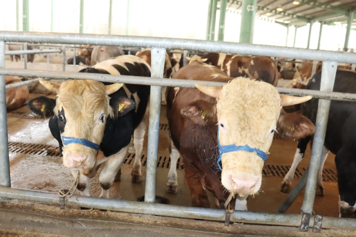 İzmit’te kurbanlık satışları başladı