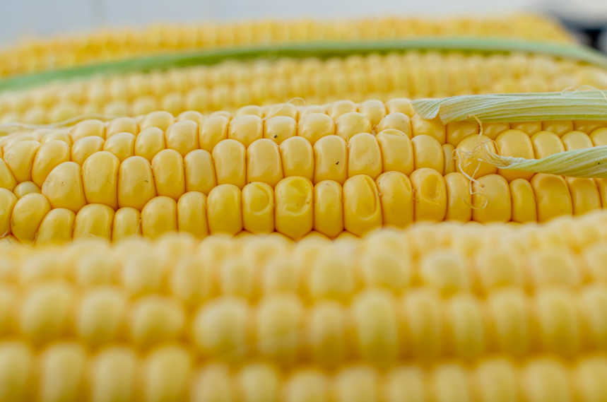 Mısır ithalatında 1 milyon tonluk tarife kontenjanı açıldı​