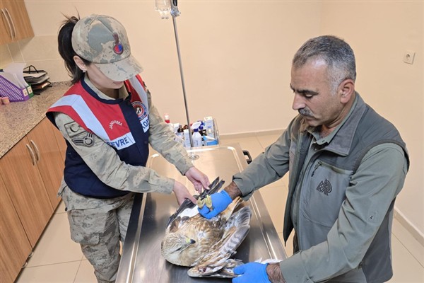 Şanlıurfa’da bulunan yaralı kartal tedavi altına alındı